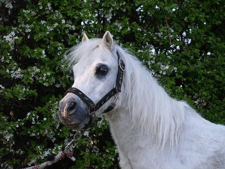 Anden særlig race Lillemand R.I.P billede 5