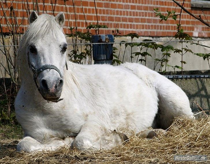 Anden særlig race Lillemand R.I.P billede 6
