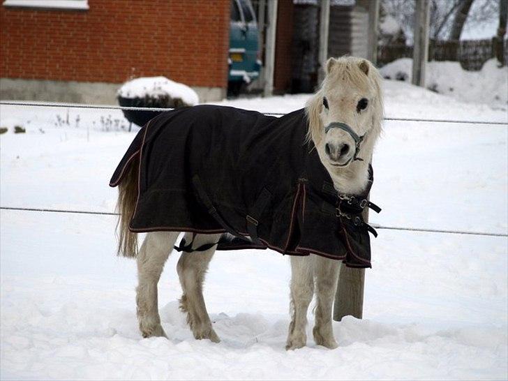 Anden særlig race Lillemand R.I.P billede 7