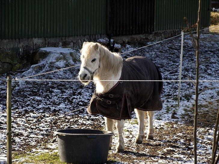 Anden særlig race Lillemand R.I.P billede 8