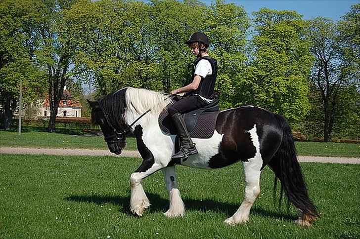 Irish Cob Katinka billede 10