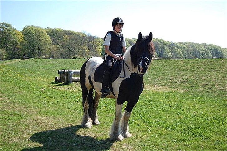 Irish Cob Katinka billede 15