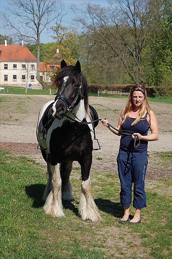 Irish Cob Katinka billede 16