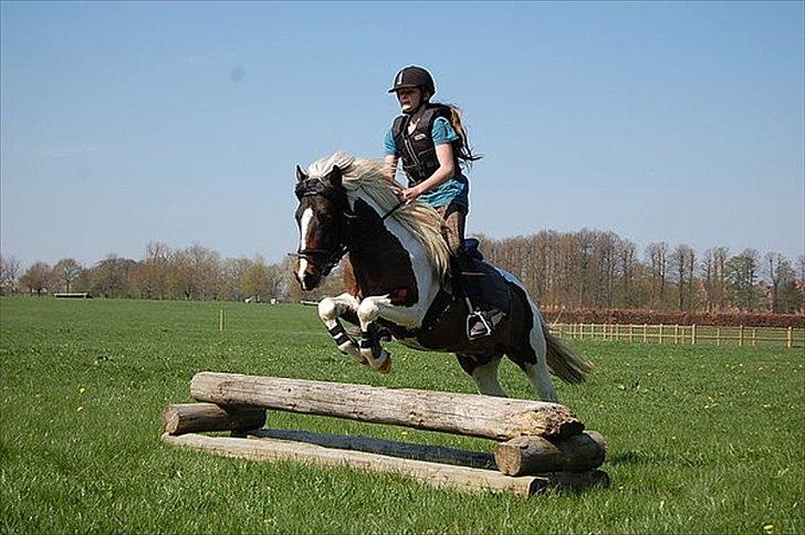 Anden særlig race Hidalgo billede 12