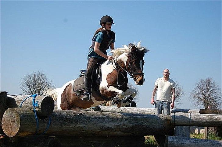 Anden særlig race Hidalgo billede 13