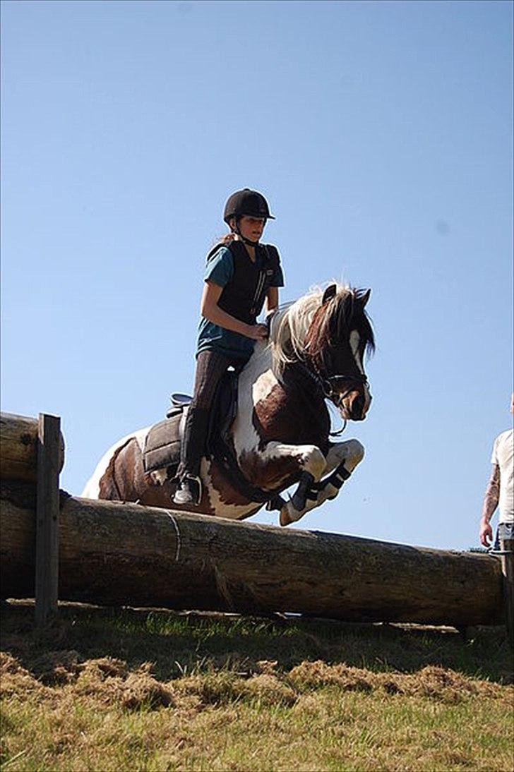 Anden særlig race Hidalgo billede 14