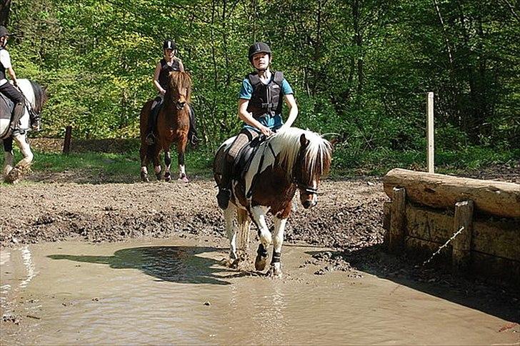 Anden særlig race Hidalgo billede 15
