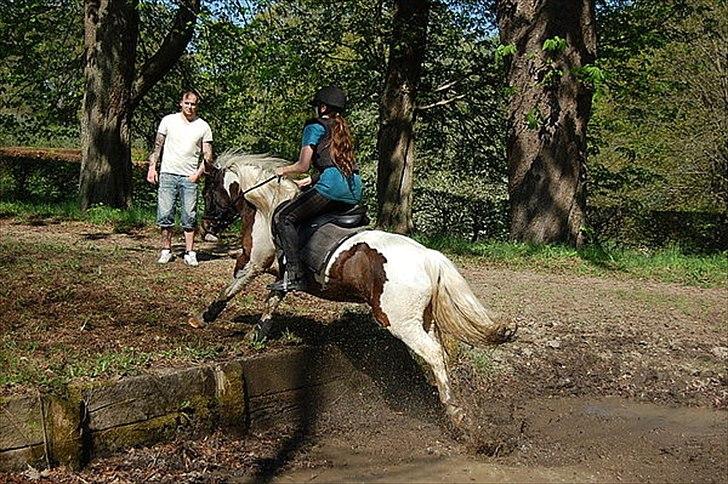 Anden særlig race Hidalgo billede 16