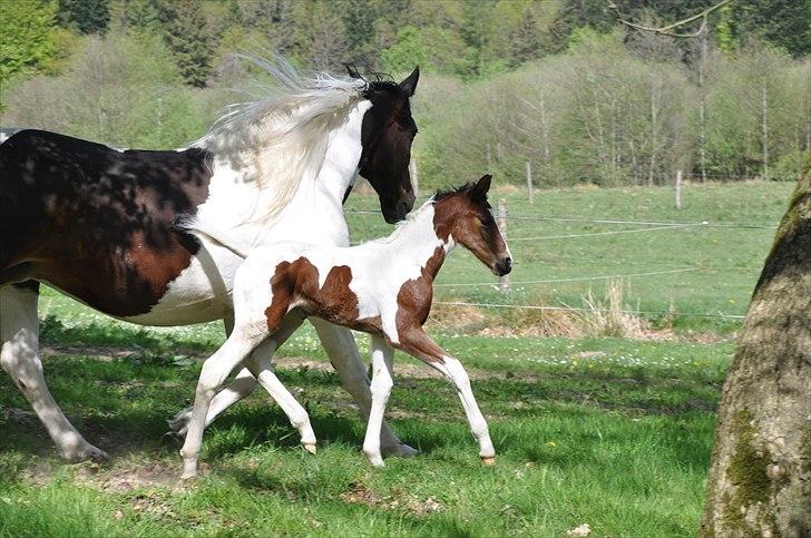 Pinto Gaasdal´s Jasmin billede 8