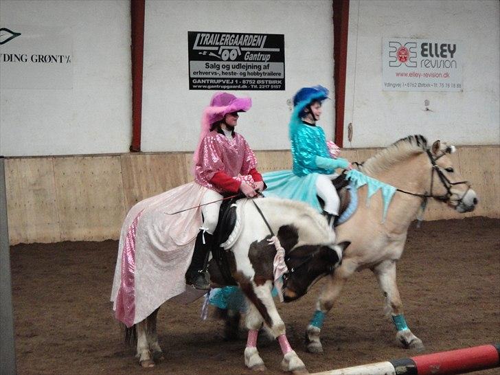 Anden særlig race Hidalgo - kvadrille feb 2011 billede 17