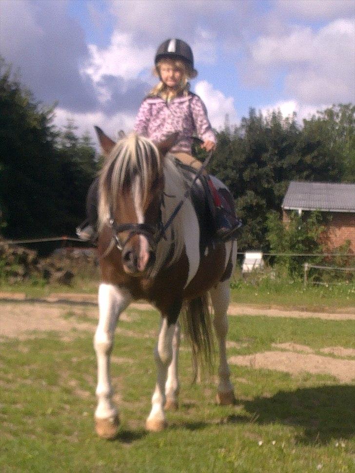 Anden særlig race Hidalgo - Frederikke på 4 år sommer 2010  billede 18