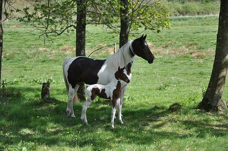 Pinto Gaasdal´s Jasmin billede 9