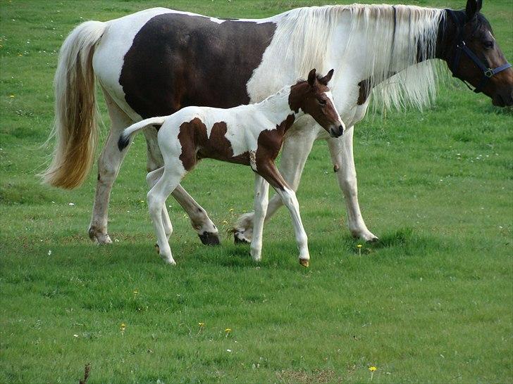 Pinto Gaasdal´s Jasmin billede 10