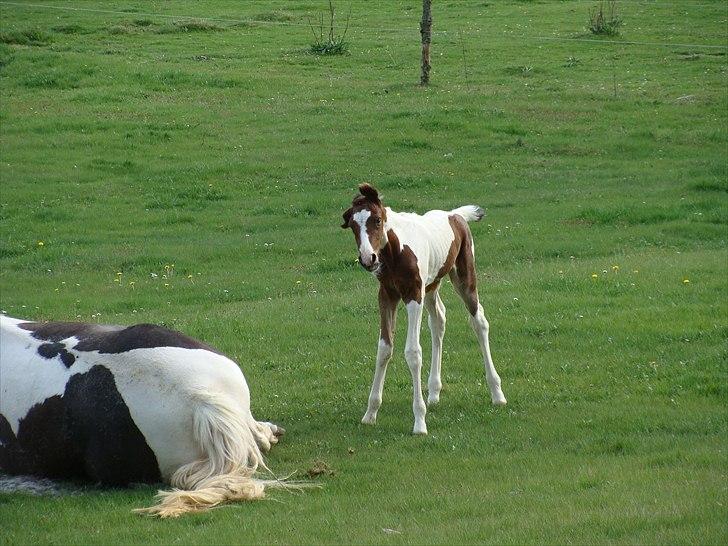 Pinto Gaasdal´s Jasmin - Ser mega grineren ud med hendes øre når hun "shaker" hovedet på den måde...c",) billede 11
