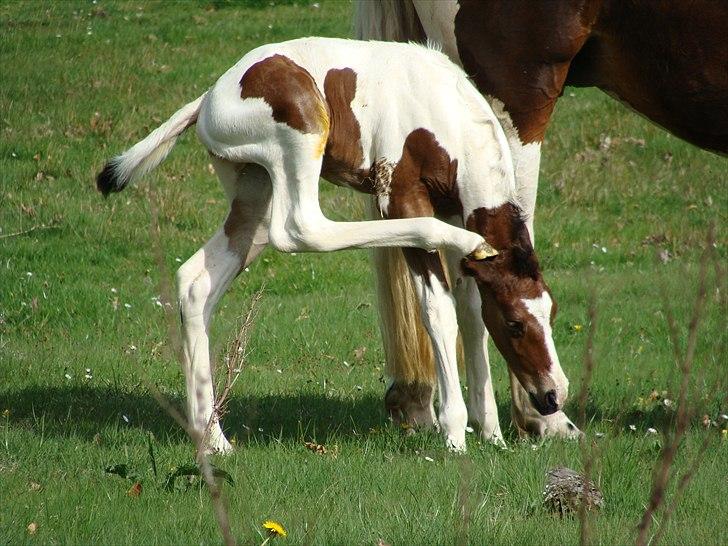Pinto Gaasdal´s Jasmin - 2 døgn gammel og så kan man allerede stå på 3 ben...hehe billede 12