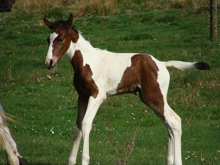 Pinto Gaasdal´s Jasmin - Så fine aftegn...:-) billede 13