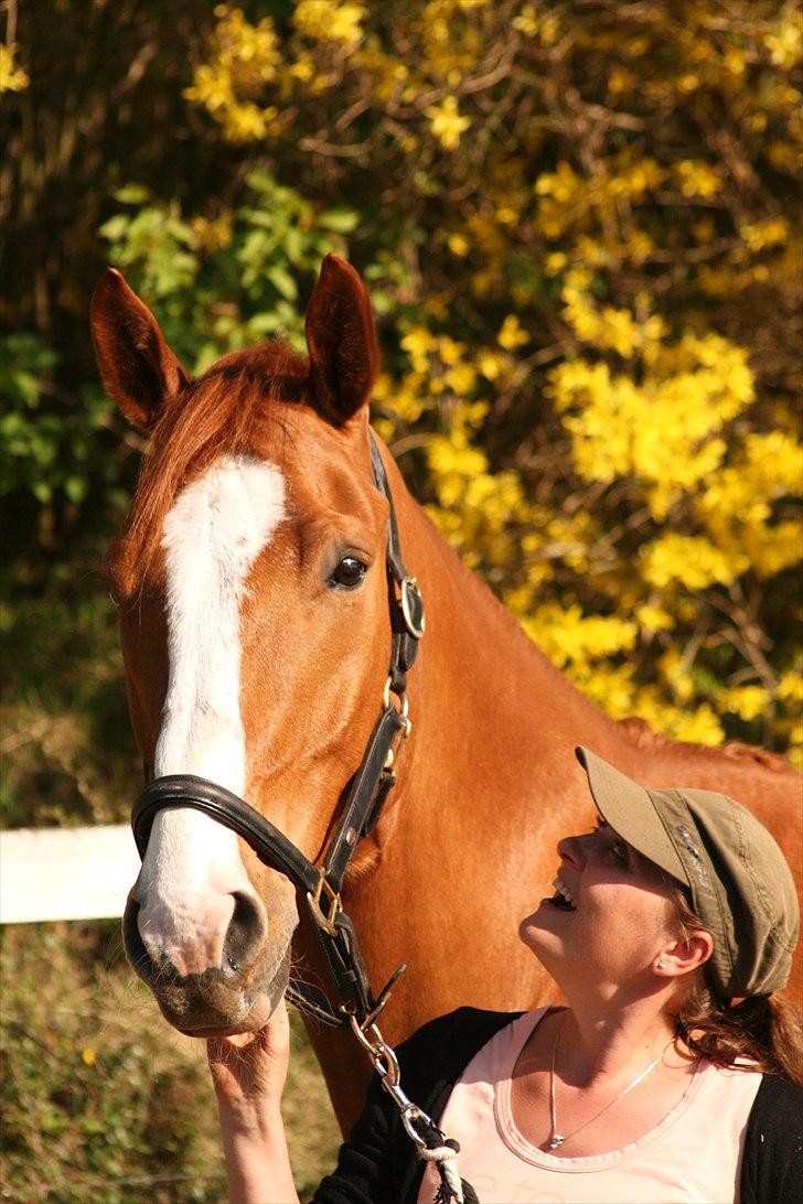 Hannoveraner tavre billede 11