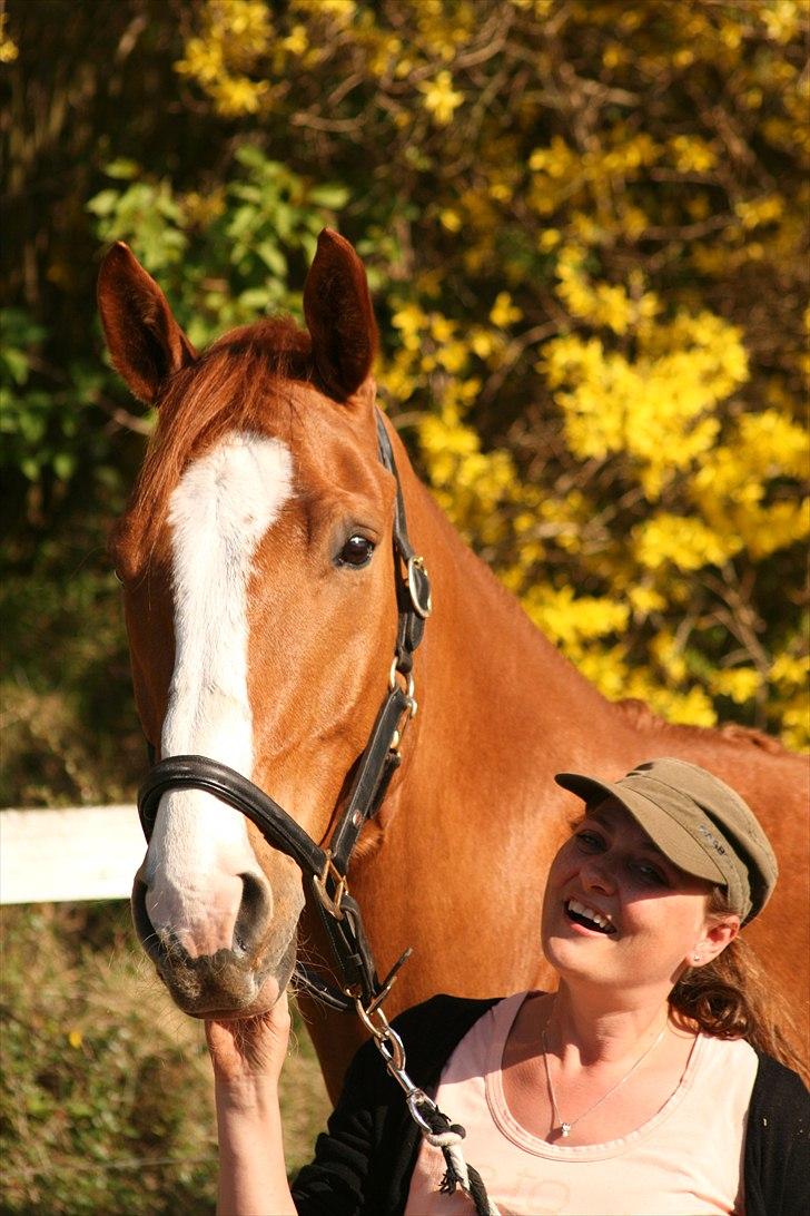 Hannoveraner tavre billede 12