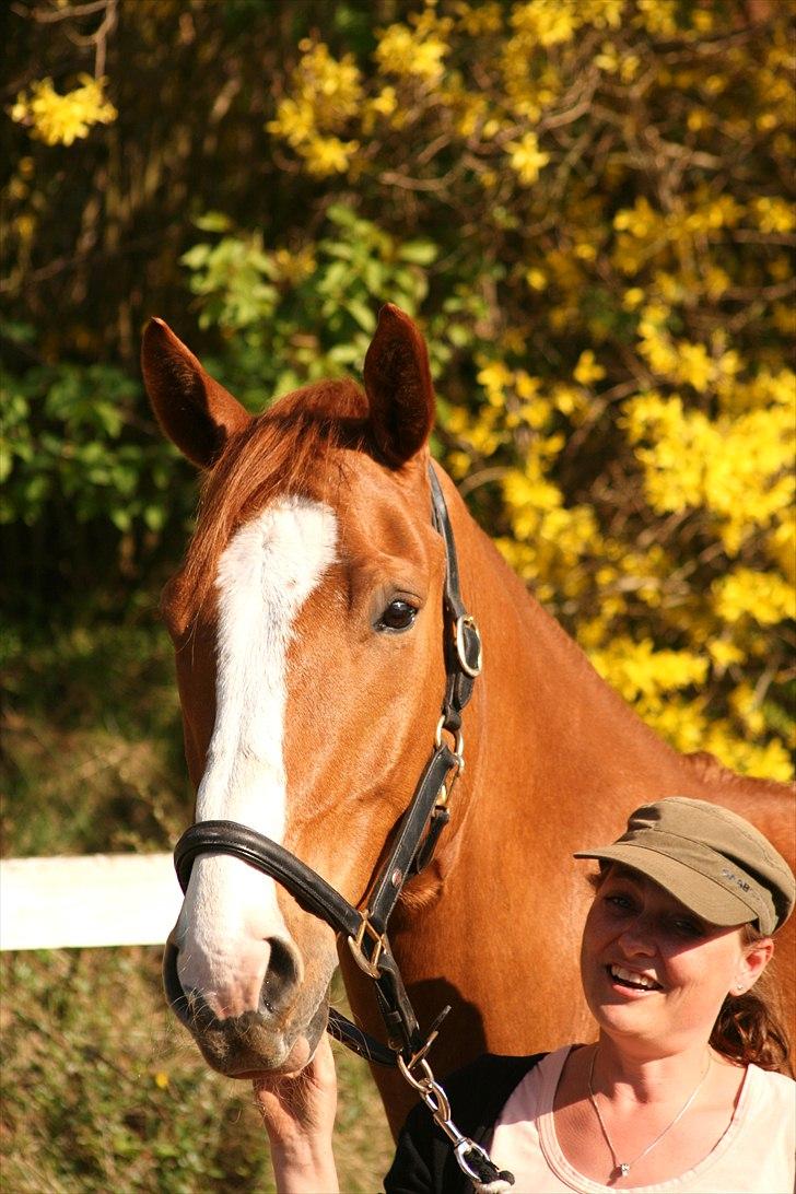 Hannoveraner tavre billede 13