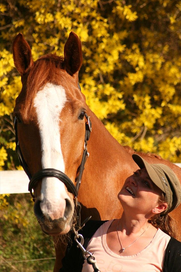 Hannoveraner tavre billede 14