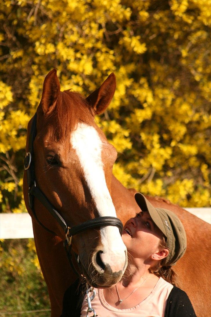 Hannoveraner tavre billede 15