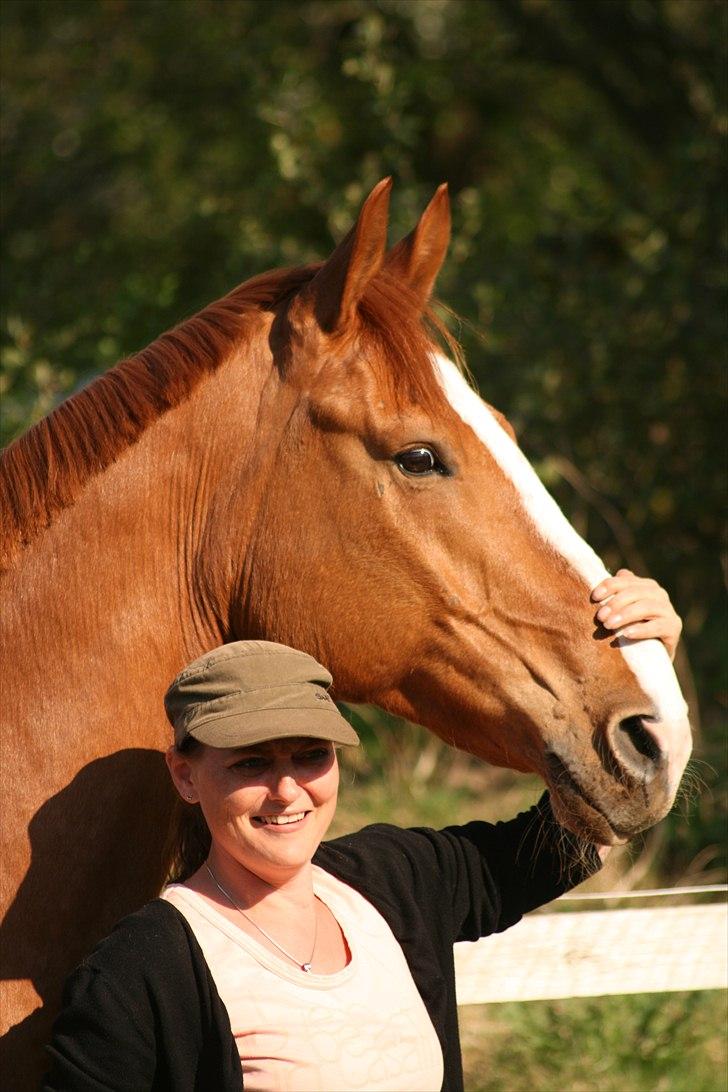 Hannoveraner tavre billede 16