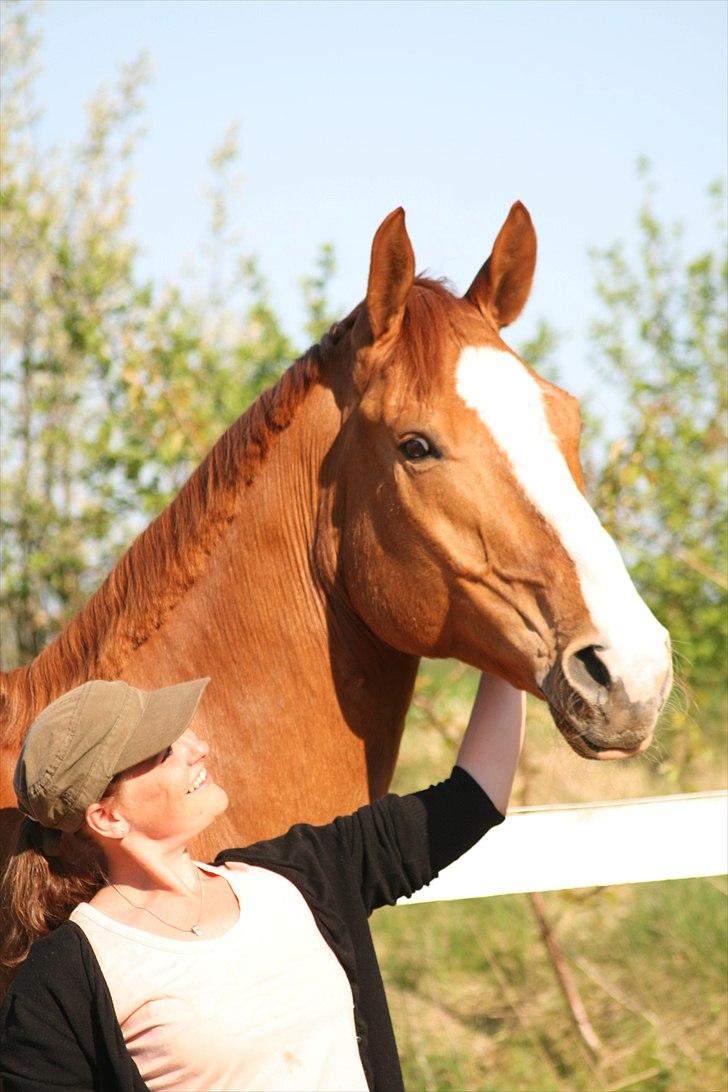 Hannoveraner tavre billede 17