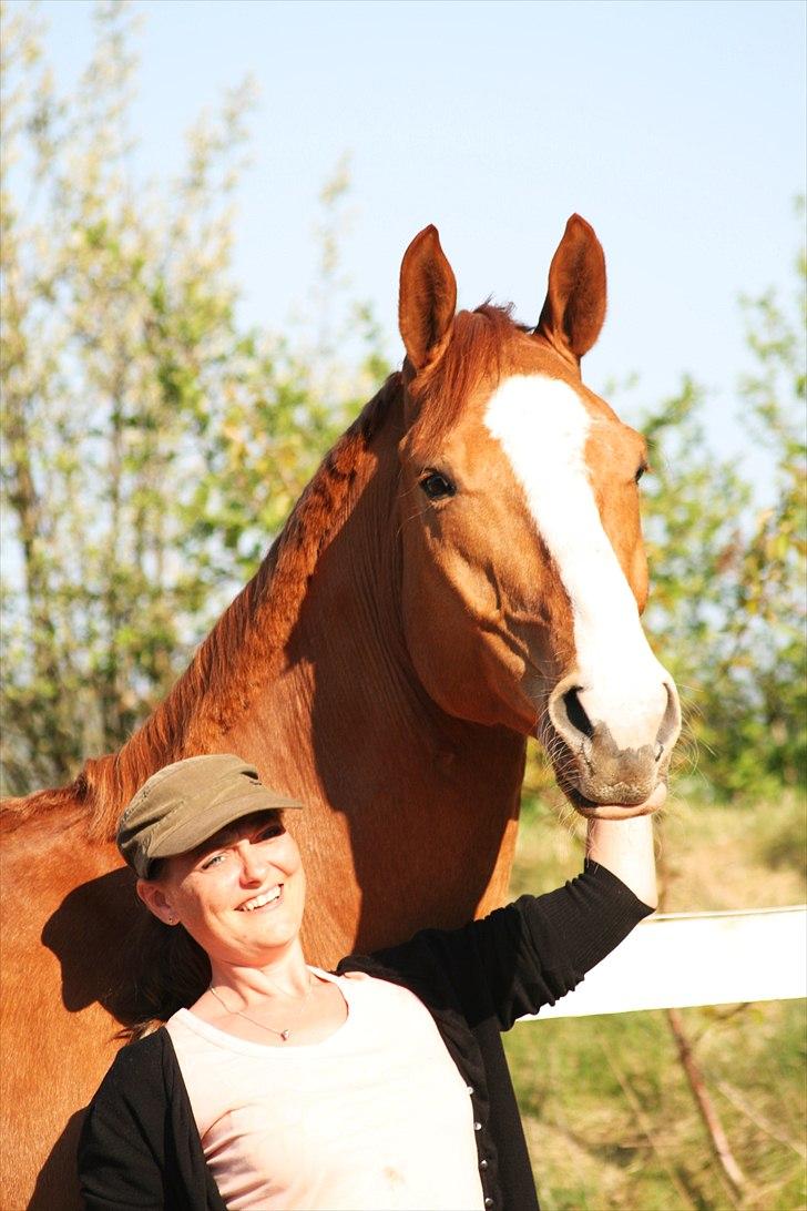 Hannoveraner tavre billede 18