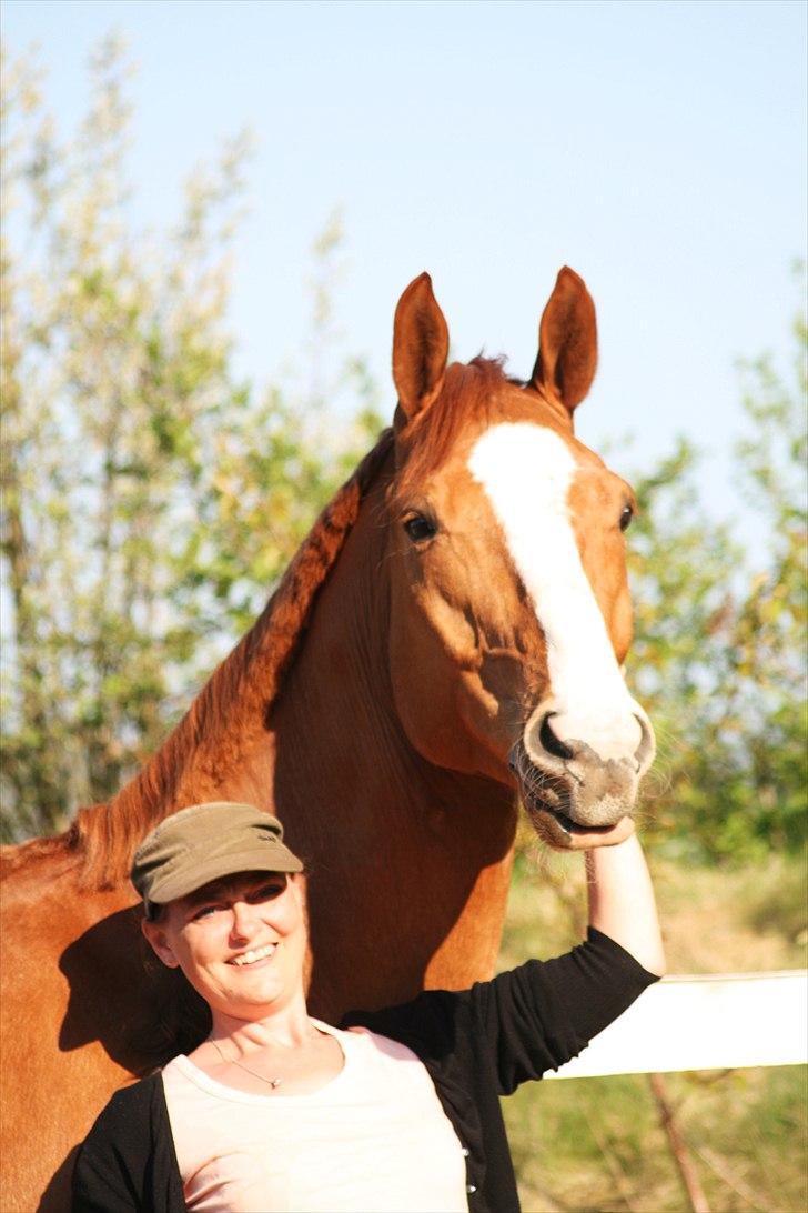 Hannoveraner tavre billede 19