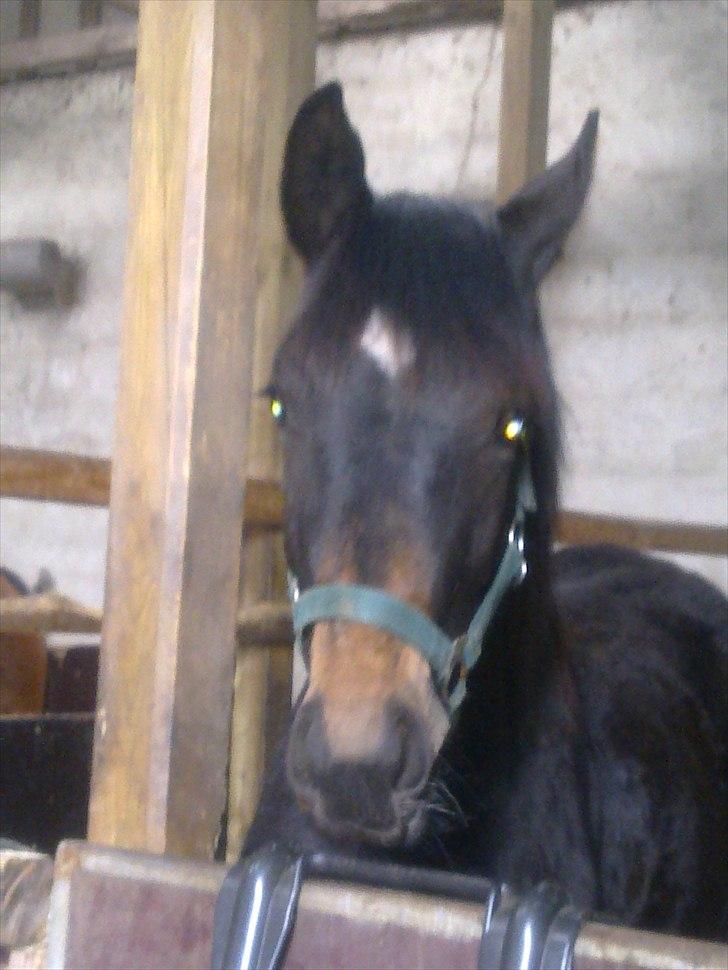 Dansk Varmblod Rufina Macohl - Rufina i boksen billede 1