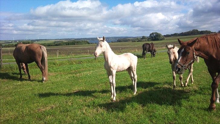 Palomino Stensgaardens Cavanoux billede 11