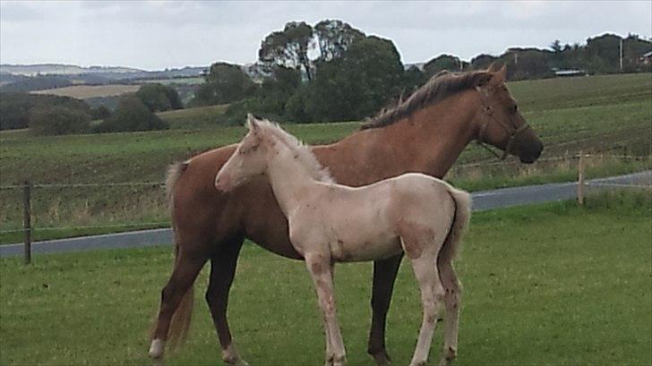 Palomino Stensgaardens Cavanoux billede 12