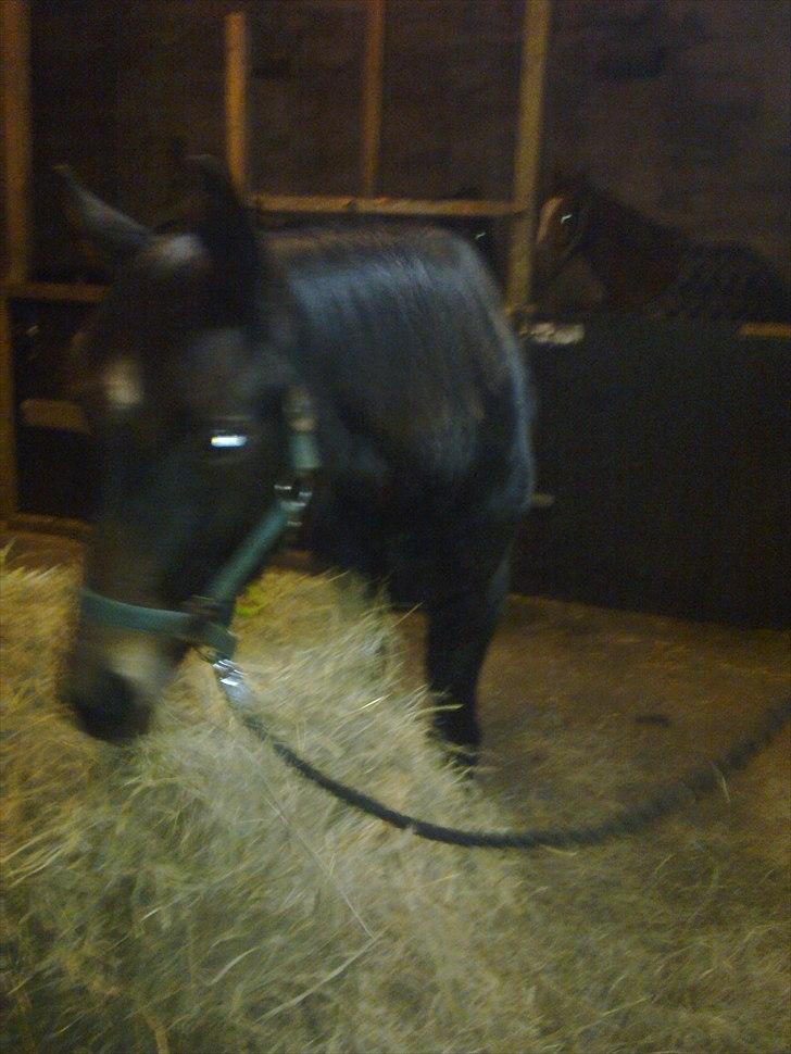 Dansk Varmblod Rufina Macohl - Hygge i stalden... billede 2