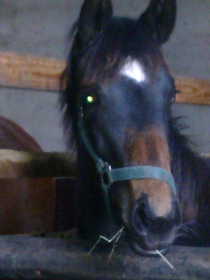 Dansk Varmblod Rufina Macohl - Her har jeg næsten lige fået hende.. billede 3