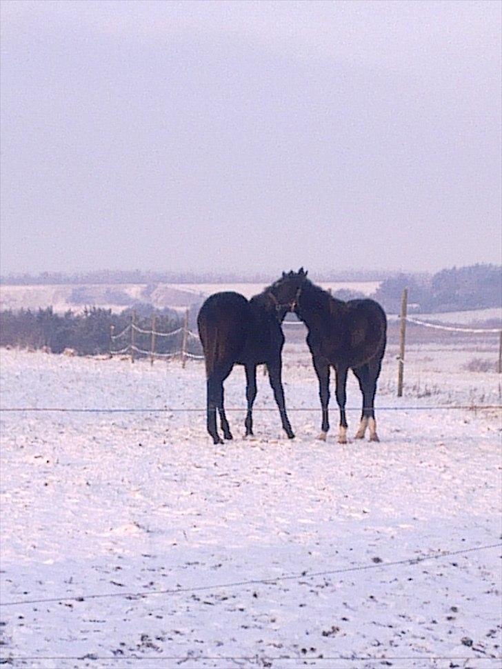 Dansk Varmblod Rufina Macohl - Rufina og hendes bedste ven Stratego hygger... billede 4