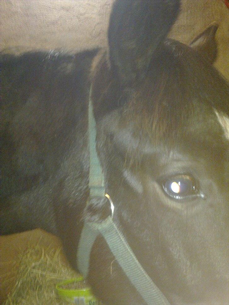 Dansk Varmblod Rufina Macohl - Ikke altid villig til at "smile" til fotografen... billede 5