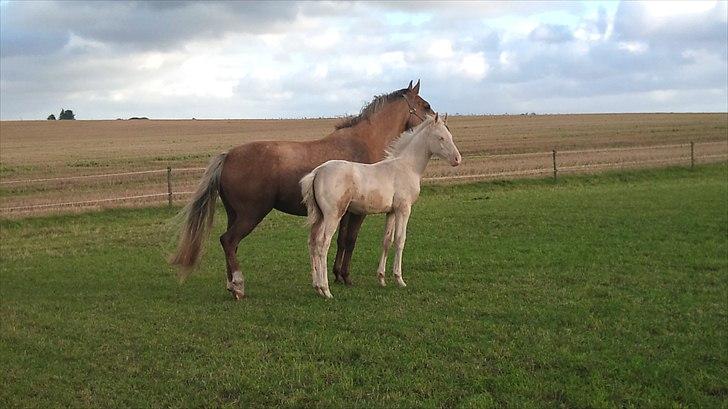 Palomino Stensgaardens Cavanoux billede 13