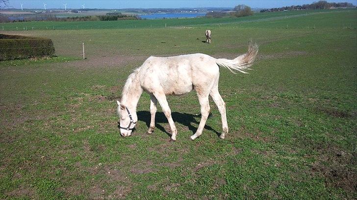 Palomino Stensgaardens Cavanoux billede 14