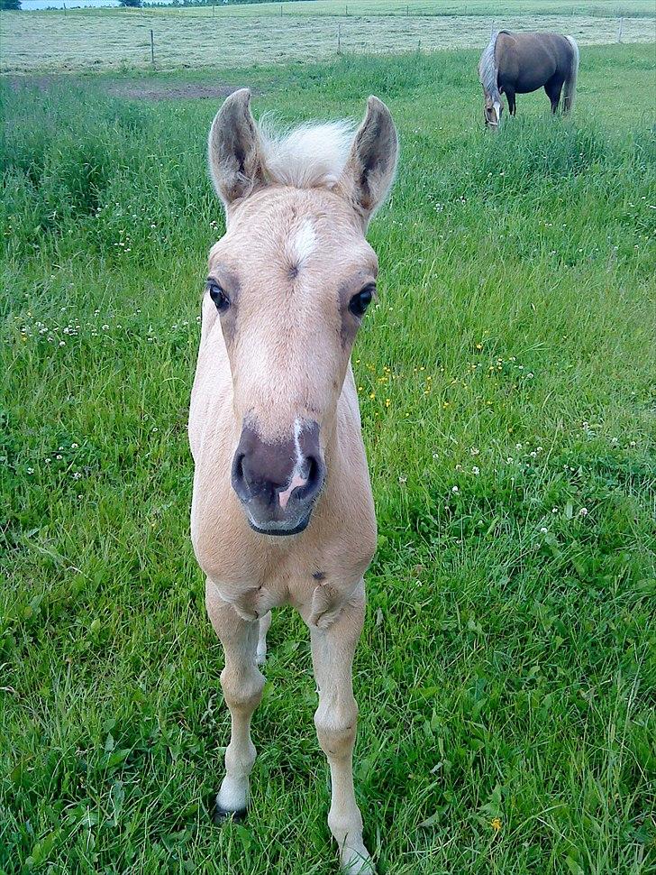 Palomino Stensgaardens Chikita billede 11