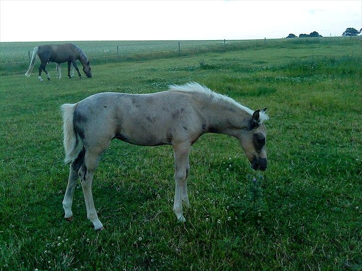 Palomino Stensgaardens Chikita billede 12