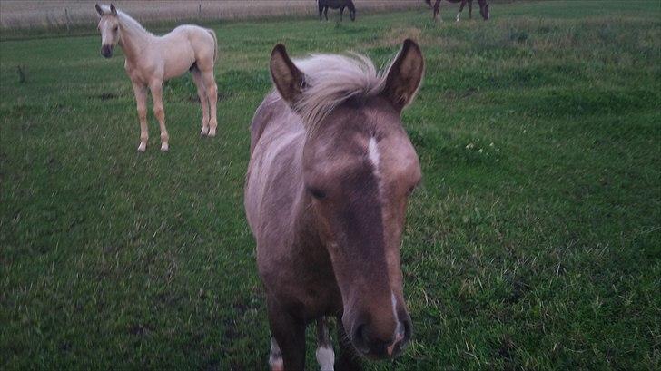 Palomino Stensgaardens Chikita billede 13