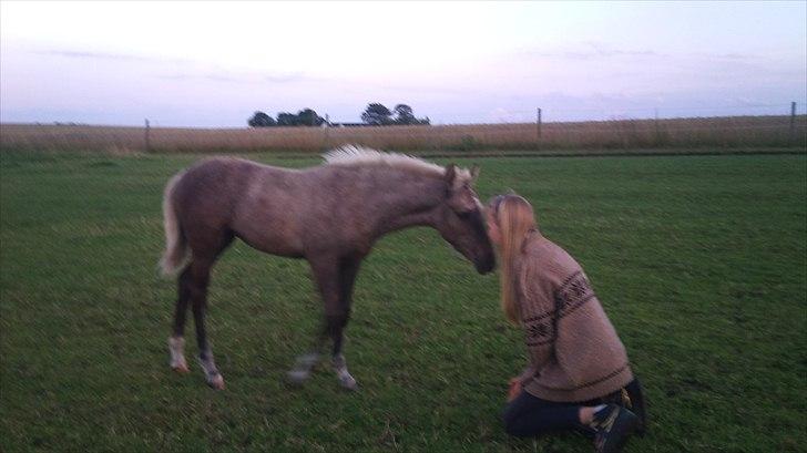 Palomino Stensgaardens Chikita billede 14