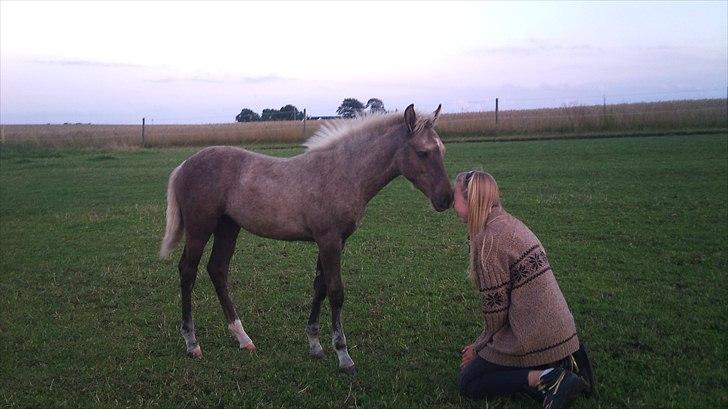 Palomino Stensgaardens Chikita billede 15