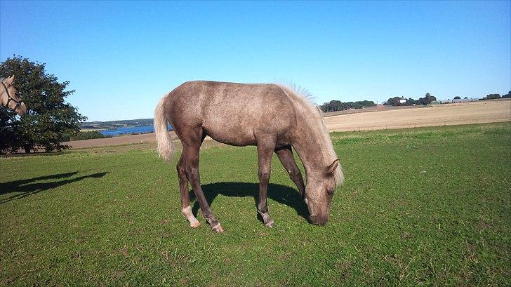 Palomino Stensgaardens Chikita billede 16