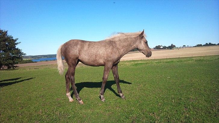 Palomino Stensgaardens Chikita billede 17