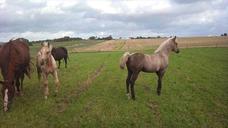 Palomino Stensgaardens Chikita billede 18