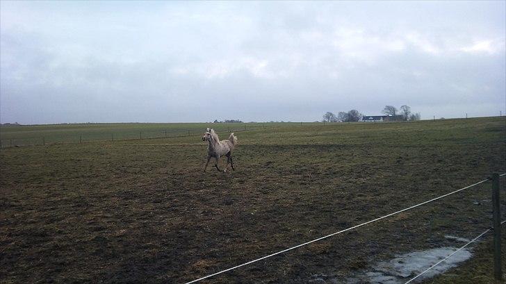 Palomino Stensgaardens Chikita billede 19