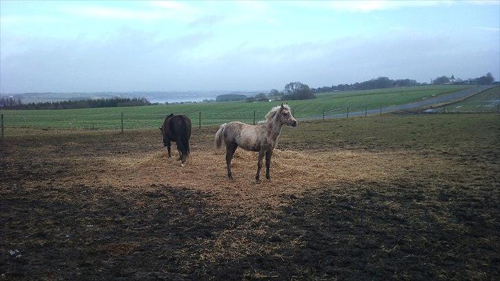 Palomino Stensgaardens Chikita billede 20