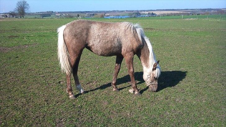 Palomino Stensgaardens Chikita billede 21