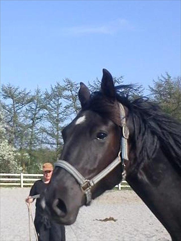 Anden særlig race Ravnholts Blaze billede 15